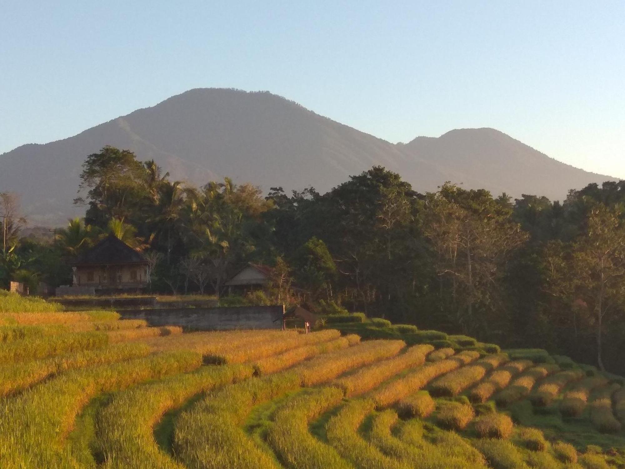 Bali Mountain Forest Cabin Penebel 部屋 写真