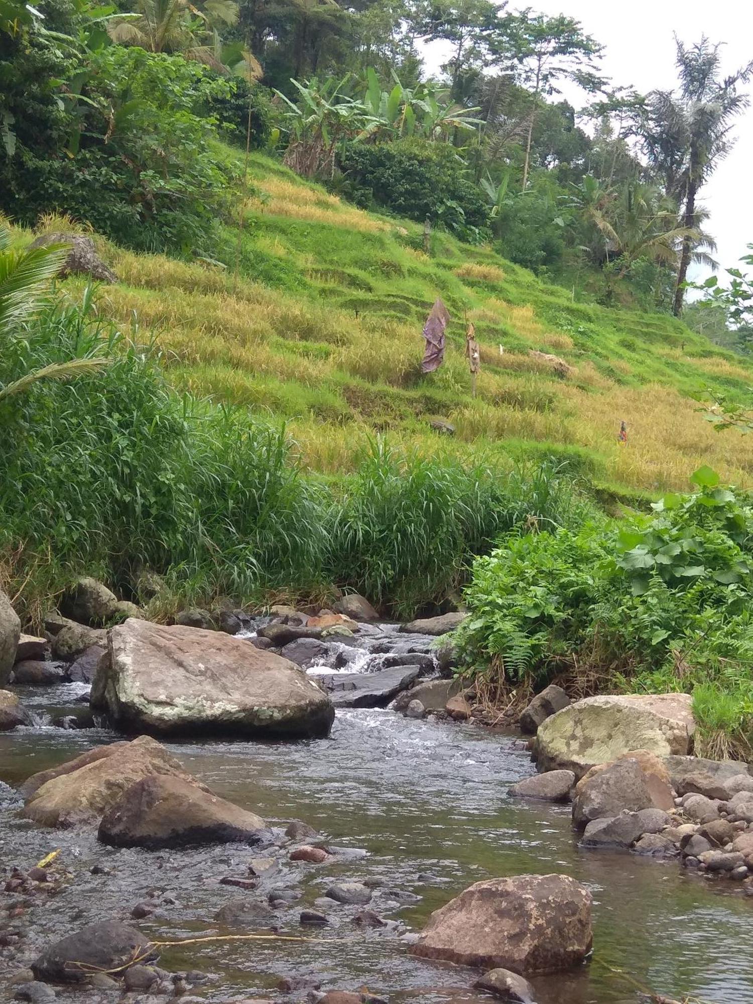 Bali Mountain Forest Cabin Penebel 部屋 写真