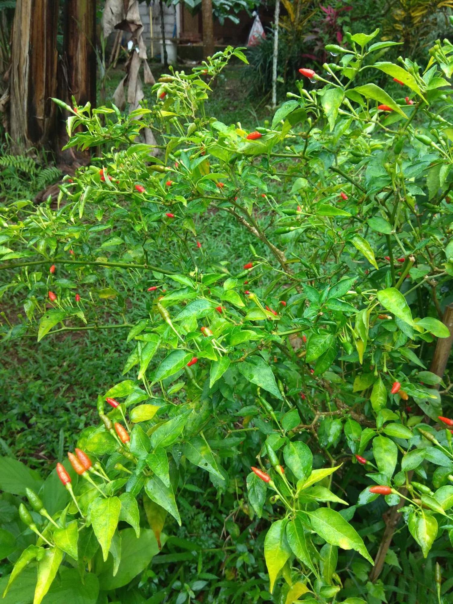 Bali Mountain Forest Cabin Penebel 部屋 写真